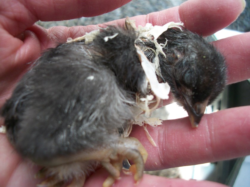 Trapped baby chick