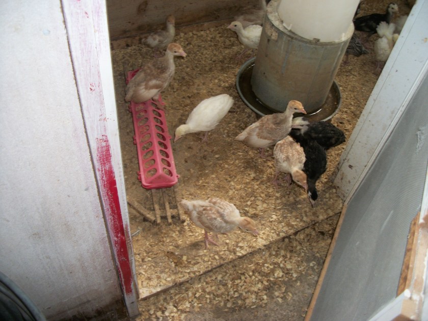 Thanksgiving turkies, Aug. 2012