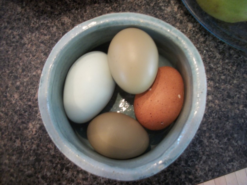 Blackbird's 2 first eggs, Jan 2013