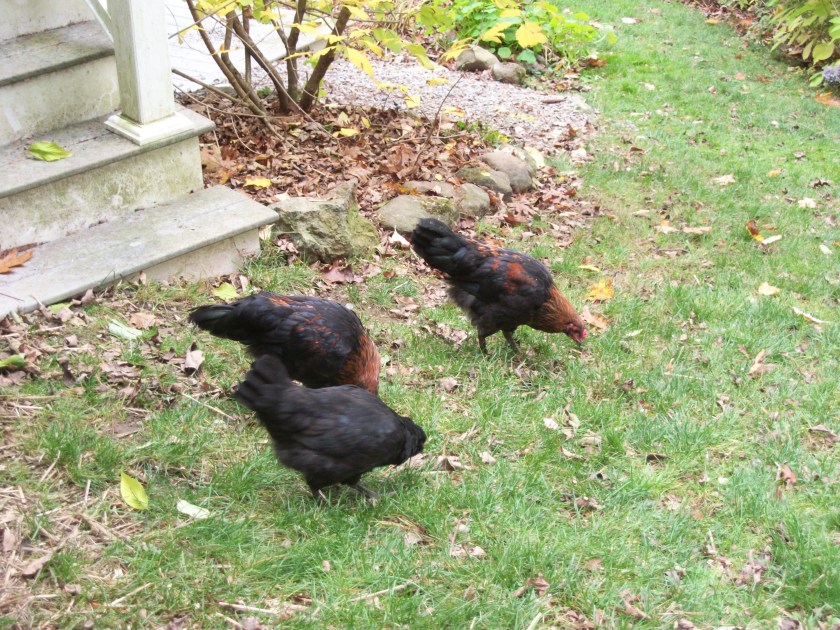 dog house chicks, 3 months 2