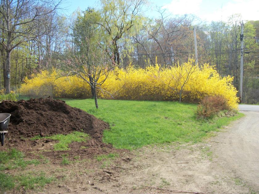 Forsythia Hedge