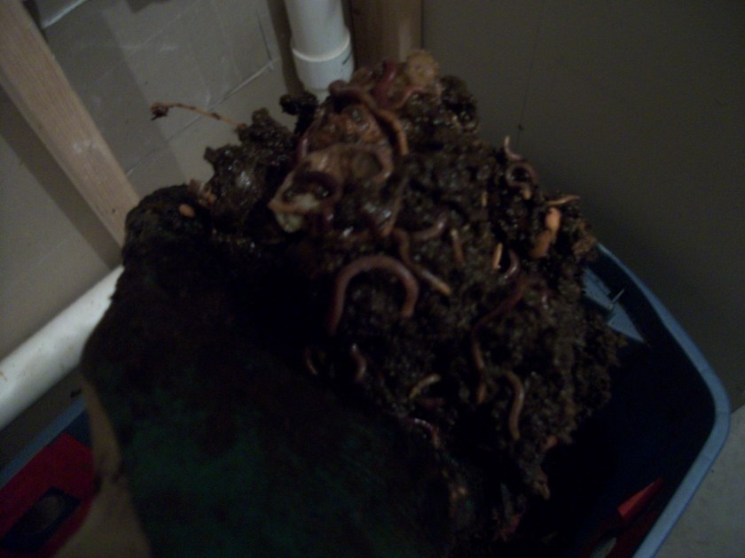 Worms and their dirt