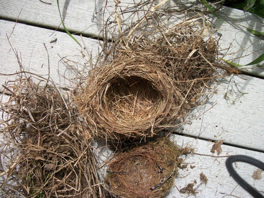 Bird Nest, June 2013