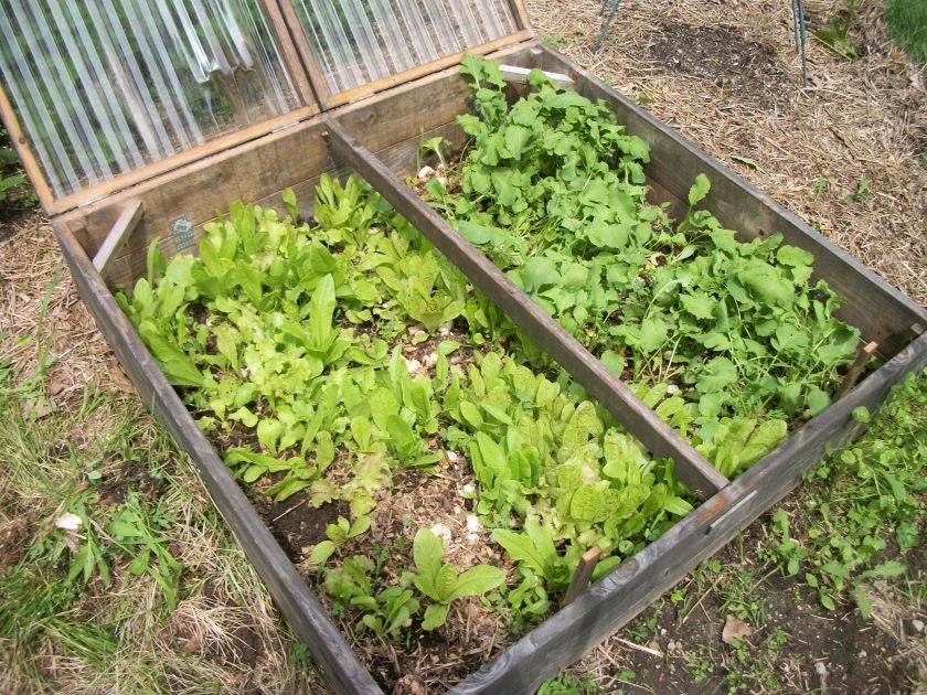 Cold Frame