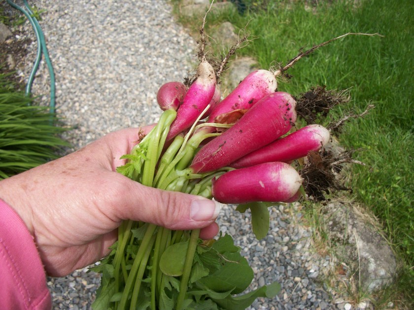 Radish, June 2013
