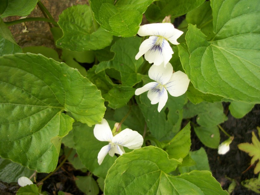 White Violets Close up