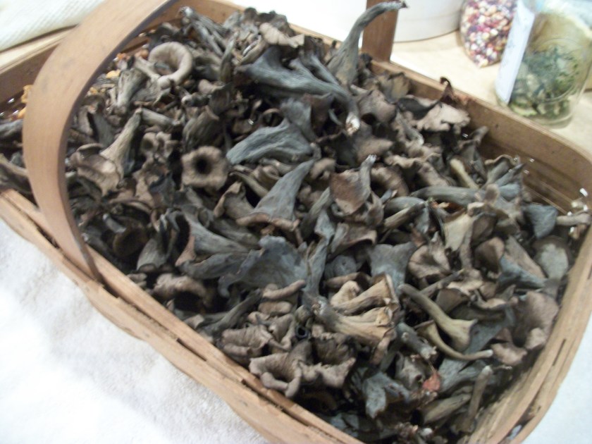 Black Trumpets, Aug 2013