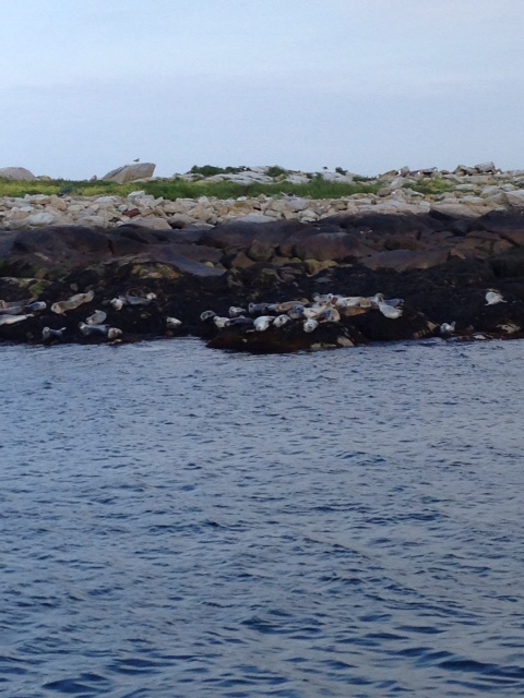 seals, Aug. 2013