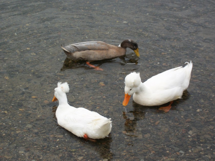 Sept 2013, Camden Harbor white ducks with friend