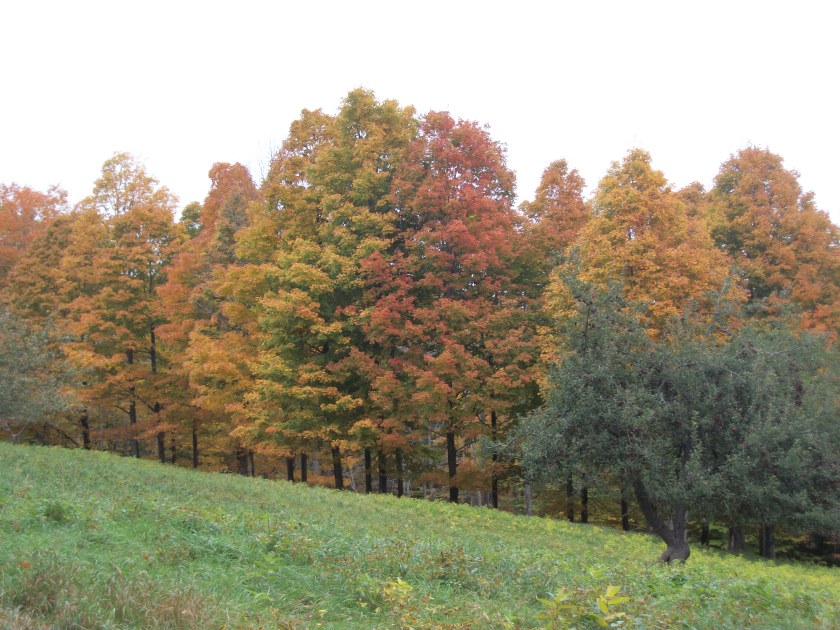 Oct. 16, 2013, Sarah's field close-up