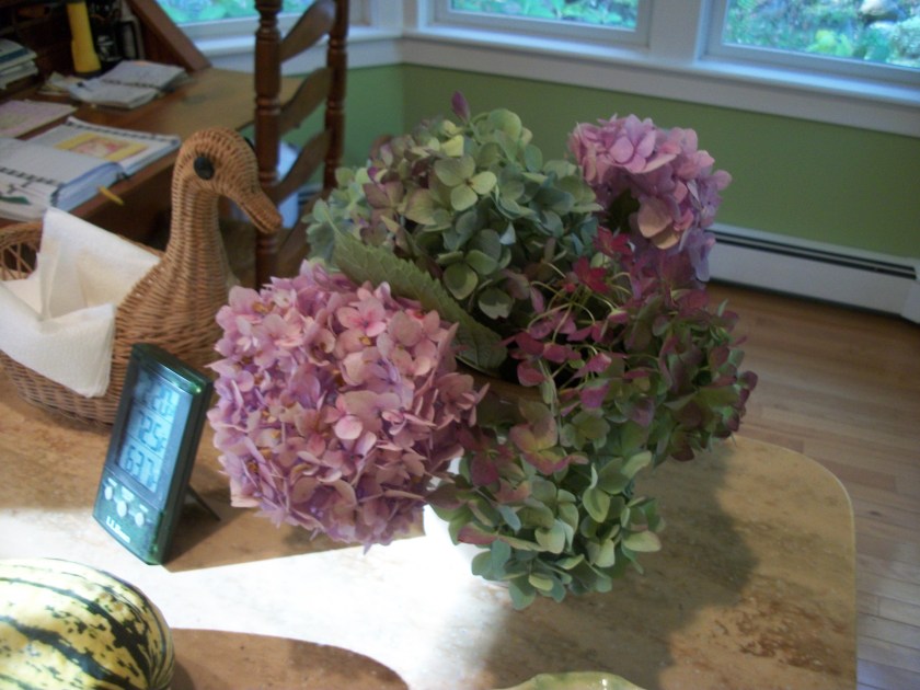 October hydrangeas 2013