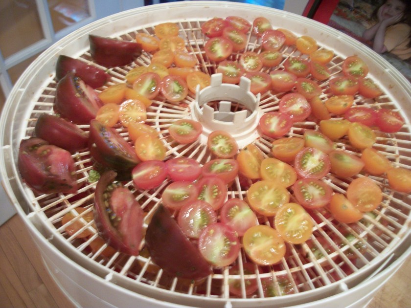 Sept. 29, drying tomatoes