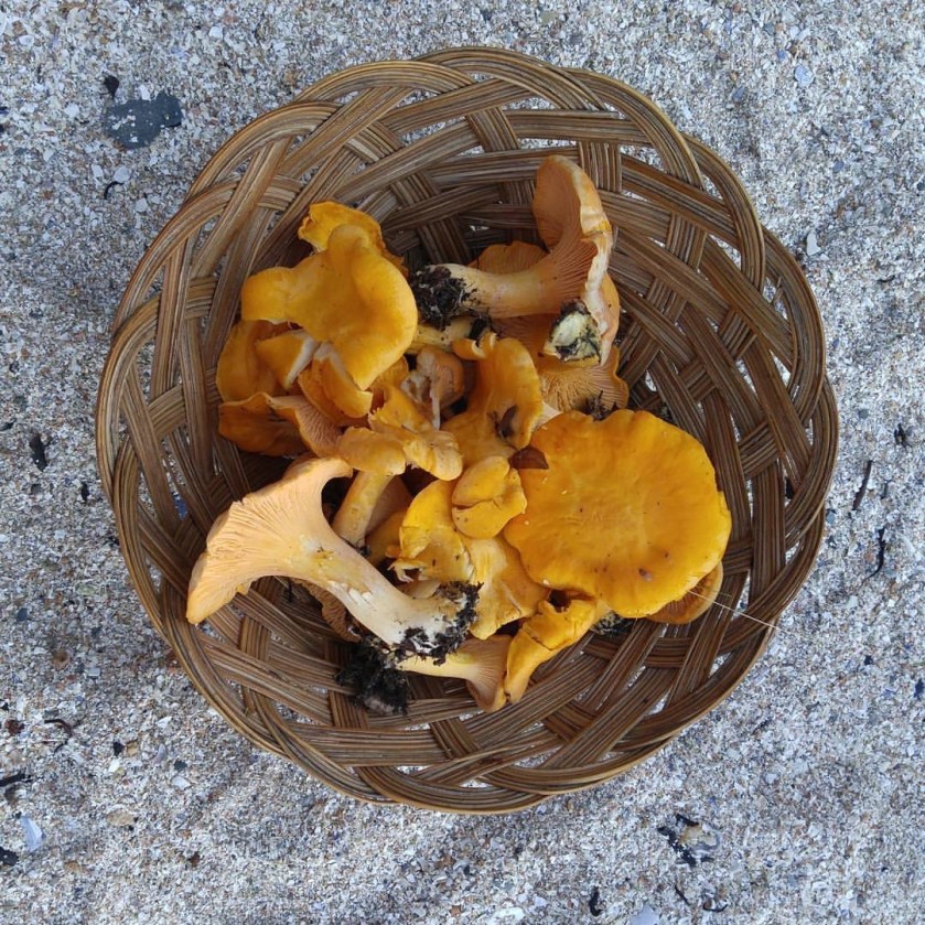 Golden Chanterelles